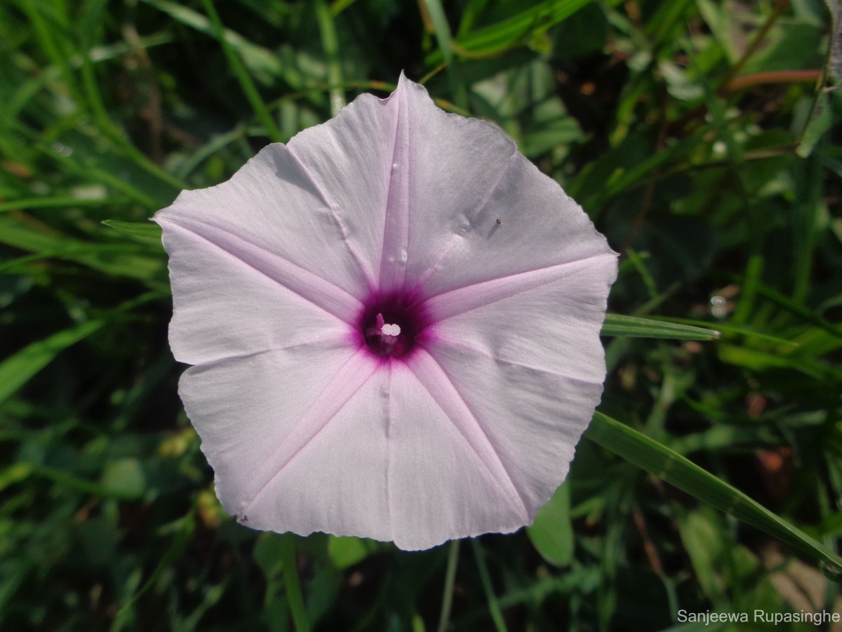 Ipomoea asarifolia (Desr.) Roem. & Schult.